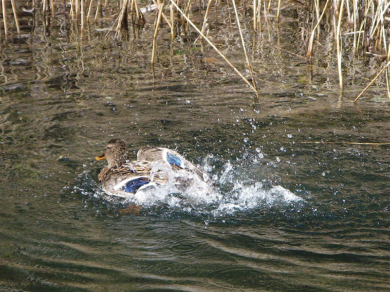 Ente badet